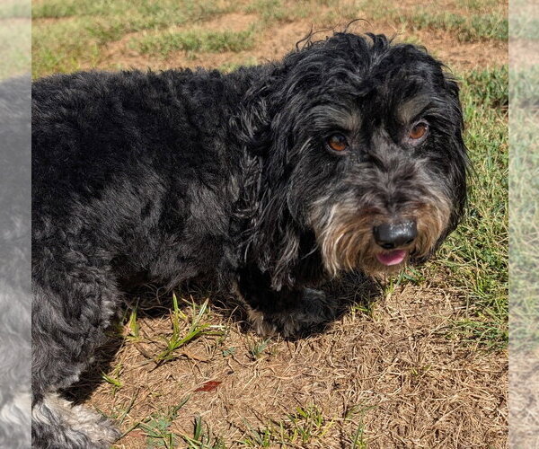 Medium Photo #2 Dachshund Puppy For Sale in Shelbyville, TN, USA
