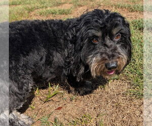 Otto in TN - Male Dachshund Dog for Adoption - Photo #2