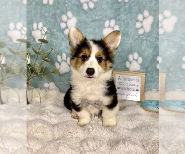 Medium Photo #3 Pembroke Welsh Corgi Puppy For Sale in NOBLESVILLE, IN, USA