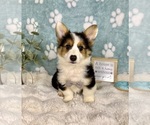 Small #2 Pembroke Welsh Corgi