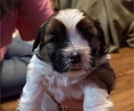 Puppy Bandit Shorkie Tzu