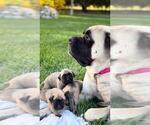 Small #7 Mastiff