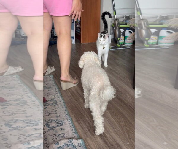 Medium Photo #10 Bichon Frise-Unknown Mix Puppy For Sale in Escondido, CA, USA