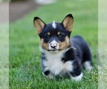 Small #2 Pembroke Welsh Corgi
