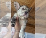 Small Photo #10 English Bulldog Puppy For Sale in LITITZ, PA, USA