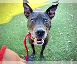Labrador Retriever-Unknown Mix Dogs for adoption in Orlando, FL, USA