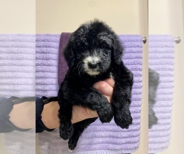 Medium Photo #2 Bernedoodle Puppy For Sale in SPRING, TX, USA
