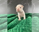 Small Photo #156 Boston Terrier Puppy For Sale in TULARE, CA, USA