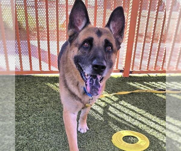 Medium Photo #1 German Shepherd Dog-Unknown Mix Puppy For Sale in Las Vegas, NV, USA