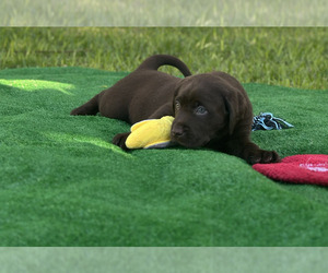 Labrador Retriever Puppy for sale in MIAMI, FL, USA