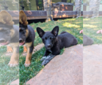 Small #3 Mutt