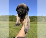 Puppy Tiptoes Mastiff