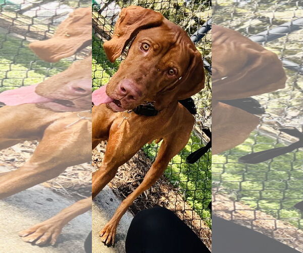 Medium Photo #4 Vizsla Puppy For Sale in Sanford, FL, USA