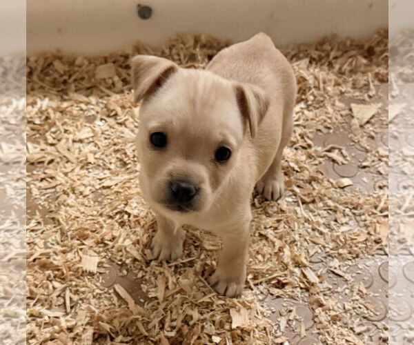 Medium Photo #1 Chihuahua-Norwich Terrier Mix Puppy For Sale in Woodland, CA, USA