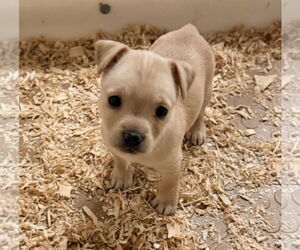 Chihuahua-Norwich Terrier Mix Dogs for adoption in Woodland, CA, USA