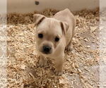 Small Chihuahua-Norwich Terrier Mix
