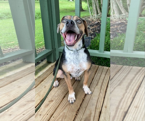 Medium Photo #6 Mountain Cur-Unknown Mix Puppy For Sale in Ridgefield, CT, USA