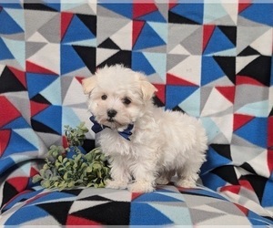 Maltese Puppy for sale in OXFORD, PA, USA