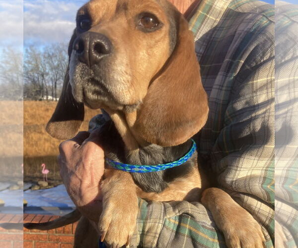 Medium Photo #3 Beagle-Unknown Mix Puppy For Sale in Pottstown, PA, USA