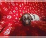 Small Photo #4 Newfoundland Puppy For Sale in AURORA, IN, USA