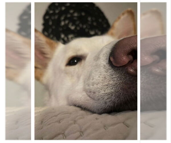 Medium Photo #22 Siberian Husky-white german shepherd Mix Puppy For Sale in Winston Salem, NC, USA