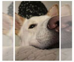 Small #21 Siberian Husky-white german shepherd Mix