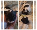 Image preview for Ad Listing. Nickname: Litter of 4