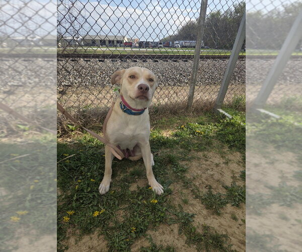 Medium Photo #8 Labsky Puppy For Sale in Evansville, IN, USA