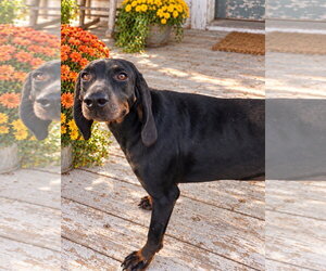 Black and Tan Coonhound Dogs for adoption in Southbury, CT, USA