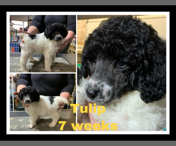 Medium Photo #1 Poodle (Standard) Puppy For Sale in LAKEVILLE, IN, USA