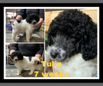 Small Photo #1 Poodle (Standard) Puppy For Sale in LAKEVILLE, IN, USA