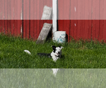 Small #1 Border Collie