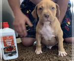 Small Photo #3 American Bully Puppy For Sale in FORT WORTH, TX, USA