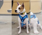 Small #7 American Staffordshire Terrier Mix