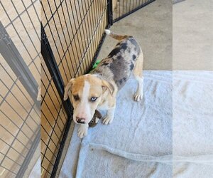 Catahoula Leopard Dog-Unknown Mix Dogs for adoption in Tracy City, TN, USA