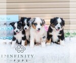 Small #1 Miniature Australian Shepherd