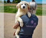 Small #3 Great Pyrenees