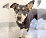 Small #1 German Shepherd Dog Mix