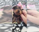 Small Photo #36 Yorkshire Terrier Puppy For Sale in AKRON, OH, USA