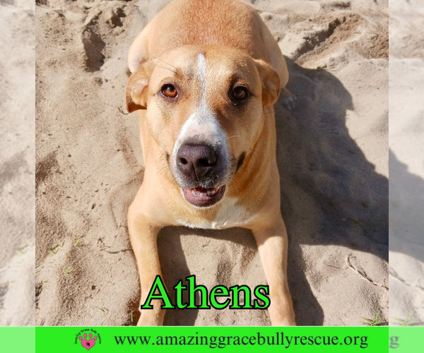 Medium Photo #6 American Staffordshire Terrier-Catahoula Leopard Dog Mix Puppy For Sale in Pensacola, FL, USA