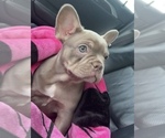 Small Photo #1 French Bulldog Puppy For Sale in TURLOCK, CA, USA
