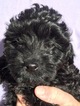Small Photo #1 Aussie-Poo Puppy For Sale in FOUNTAIN, CO, USA