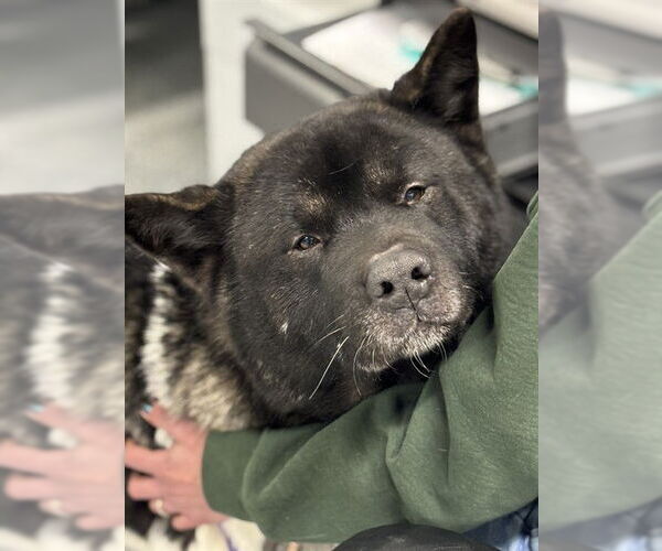 Medium Photo #1 Akita Puppy For Sale in Westminster, MD, USA