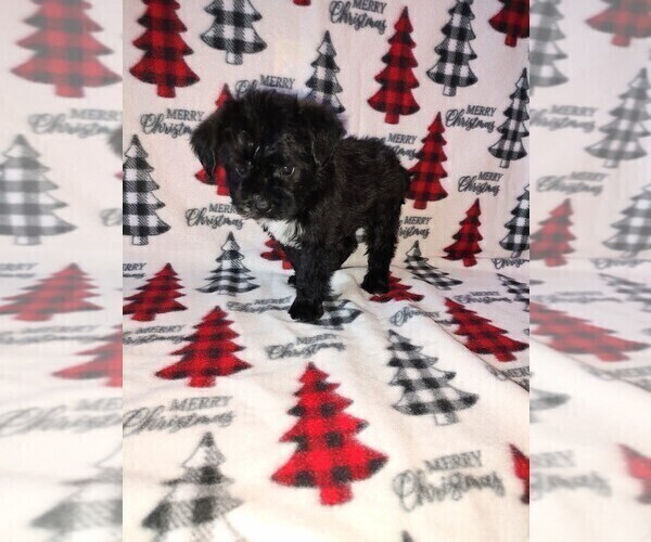 Medium Photo #6 YorkiePoo Puppy For Sale in LAPEER, MI, USA