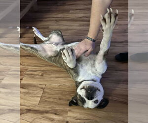 Amos - Male American Pit Bull Terrier-Unknown Mix Dog for Adoption - Photo #7