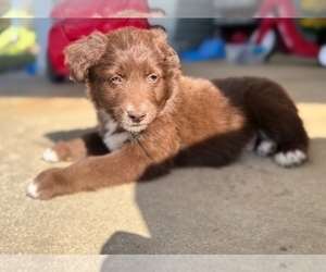 Aussiedoodle Puppy for sale in DOUGLAS, GA, USA