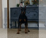 Small Photo #49 Doberman Pinscher Puppy For Sale in WARSAW, IN, USA