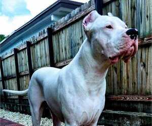 Father of the Dogo Argentino puppies born on 06/02/2022