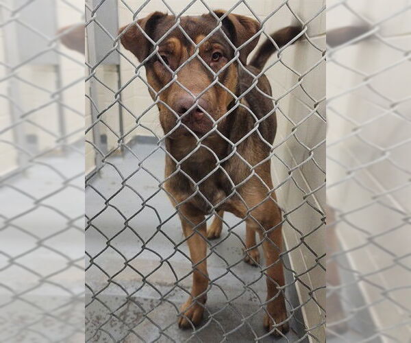 Medium Photo #1 German Shepherd Dog-Unknown Mix Puppy For Sale in Anchorage, AK, USA