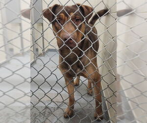 German Shepherd Dog-Unknown Mix Dogs for adoption in Anchorage, AK, USA